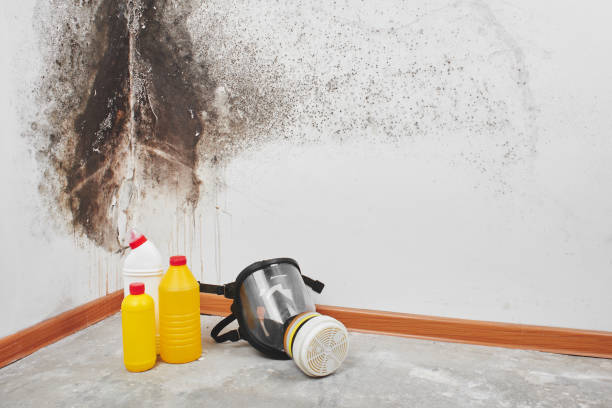 Best Residential Mold Removal  in Charlestown, MD