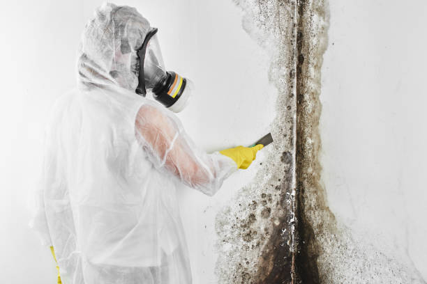 Best Attic Mold Removal  in Charlestown, MD