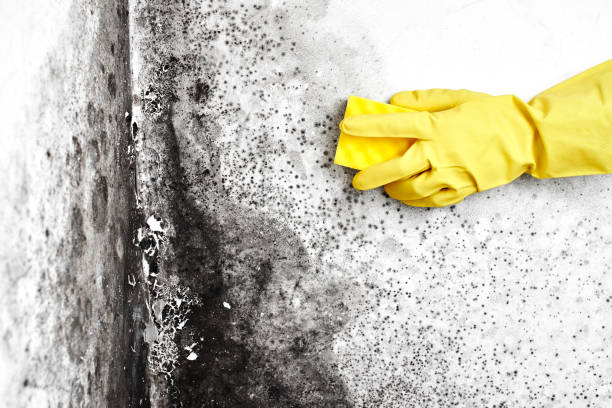 Best Mold Remediation  in Charlestown, MD