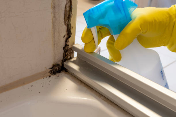 Best Home Mold Removal  in Charlestown, MD