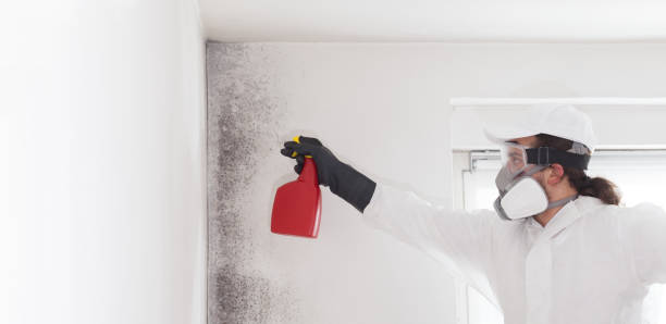 Crawl Space Mold Removal in Charlestown, MD