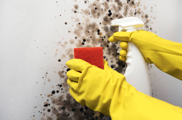 Best Crawl Space Mold Removal  in Charlestown, MD