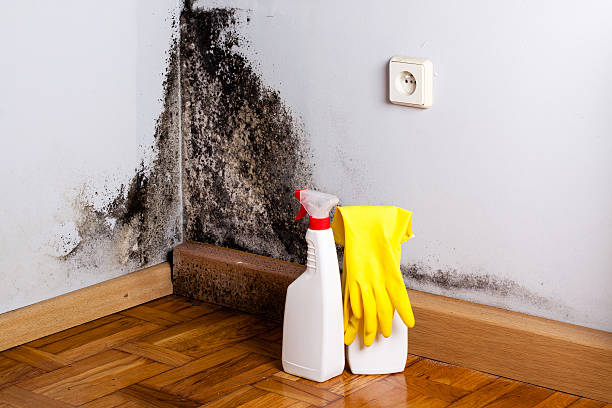 Best Toxic Mold Removal  in Charlestown, MD