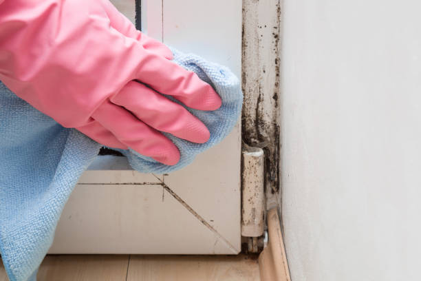 Attic Mold Removal in Charlestown, MD