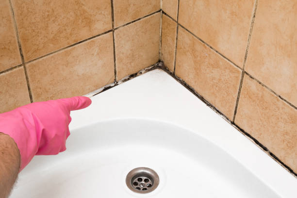 Best Mold Damage Repair  in Charlestown, MD